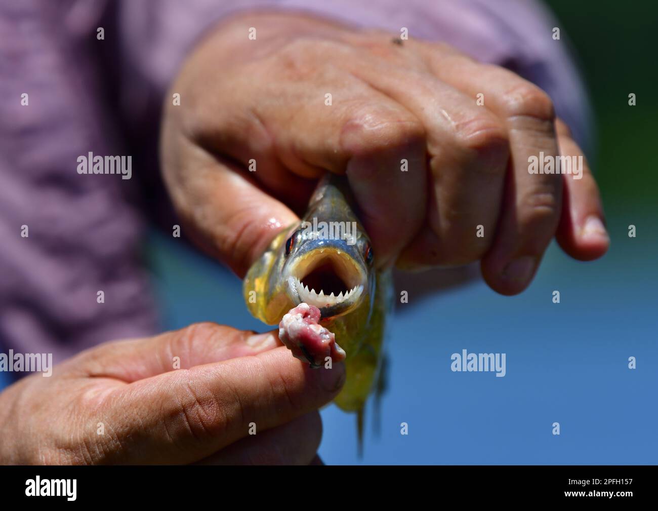 Primo piano di Piraña dalla ventata gialla (Piranha) con le sue mascelle tenute aperte per mostrare i suoi denti affilati. Trinidad, Bolivia Foto Stock