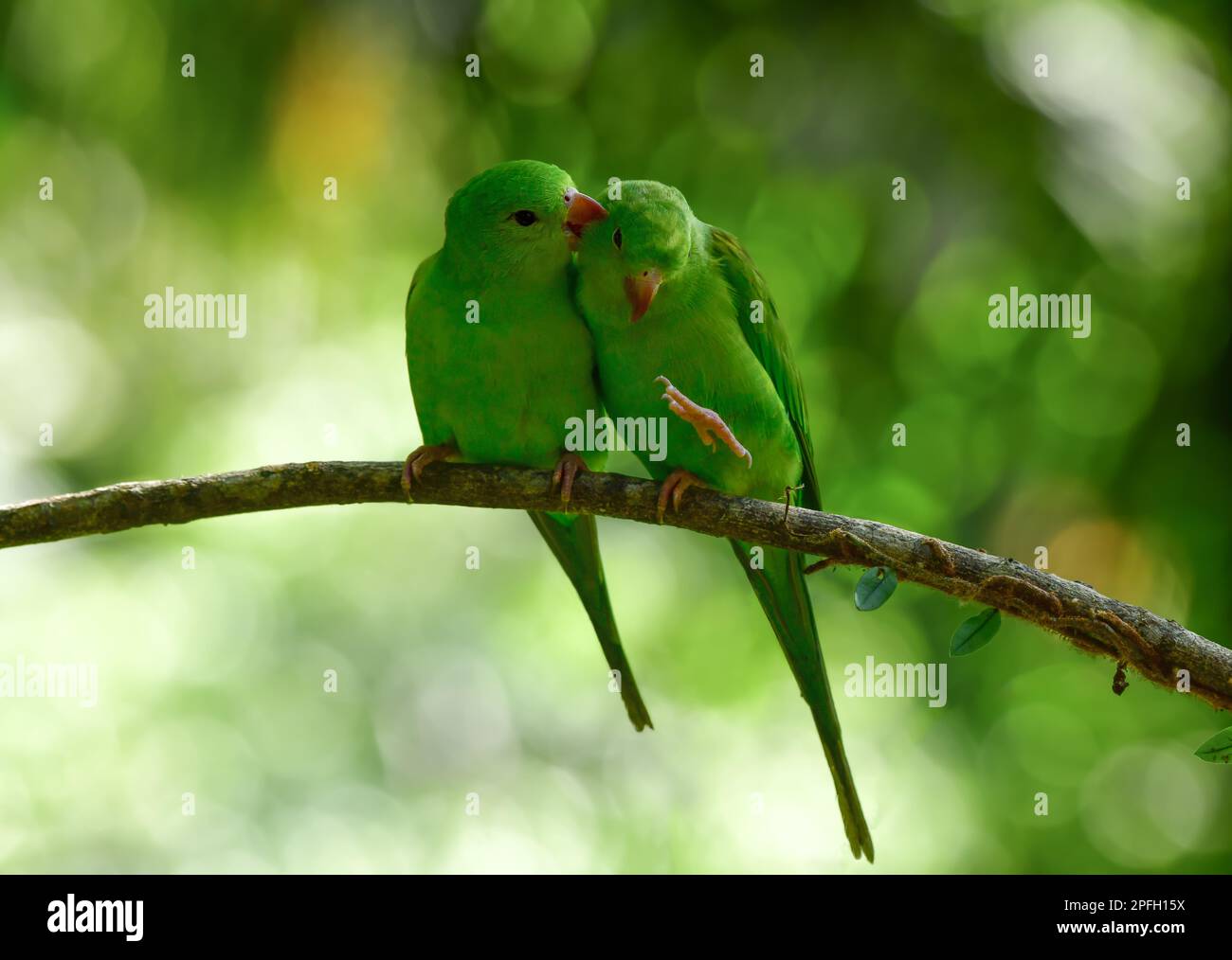 Due Plain Parakeets (Brotogeris tirica) appollaiati su un ramo che si preannunciano l'un l'altro. Foresta Atlantica, Brasile Foto Stock