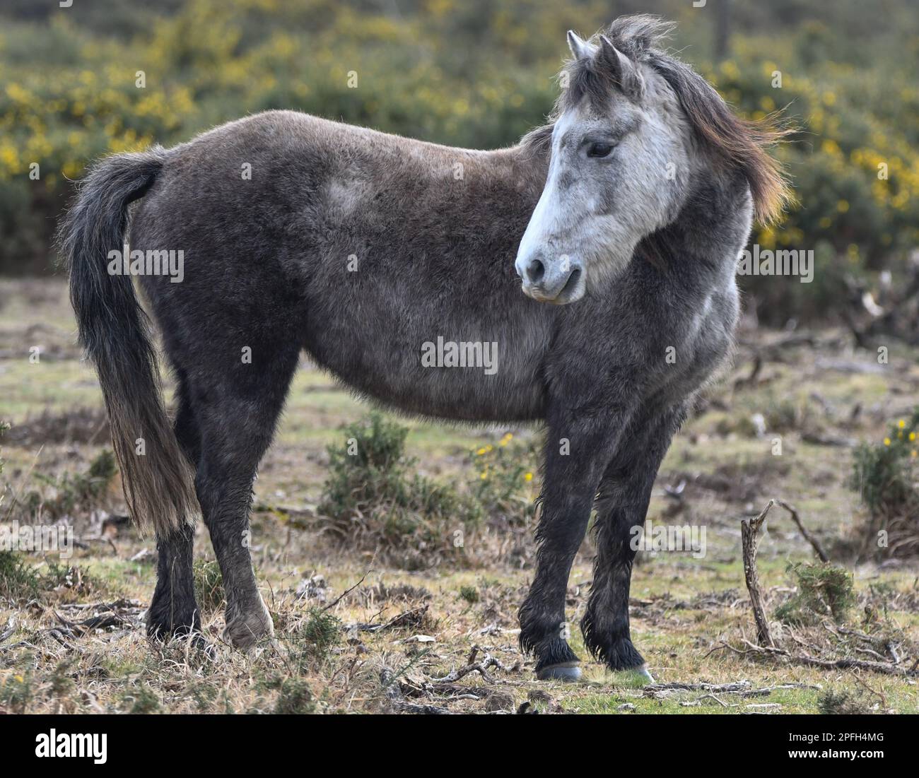 Nuovi cavalli della Foresta Foto Stock