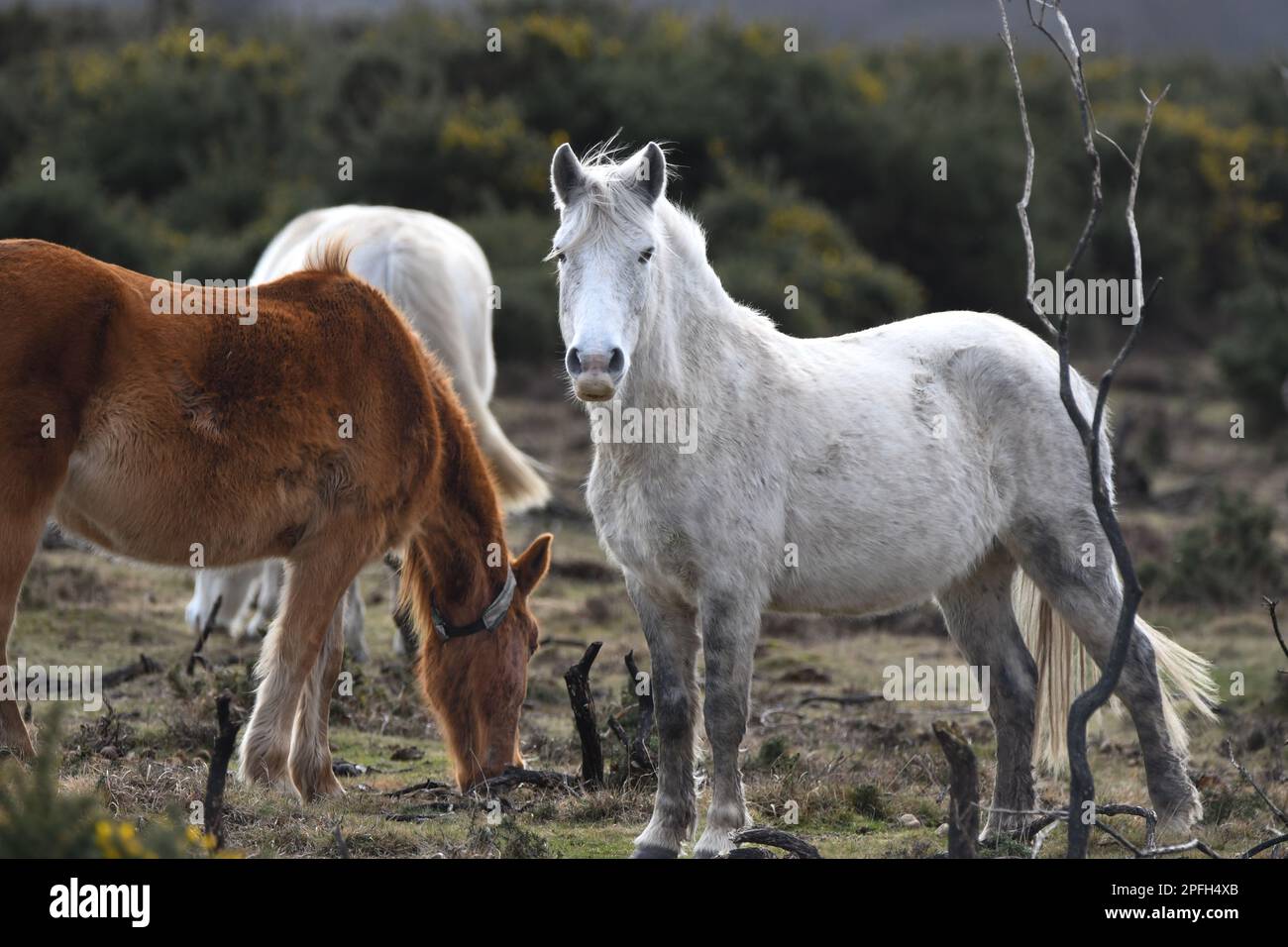 Nuovi cavalli della Foresta Foto Stock