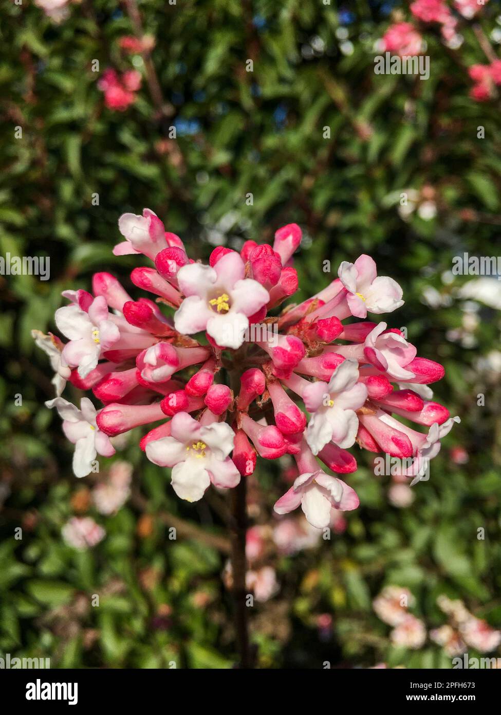 Koreanischer duft-schneeball Blüte, viburnum farreri in weiß magenta Foto Stock