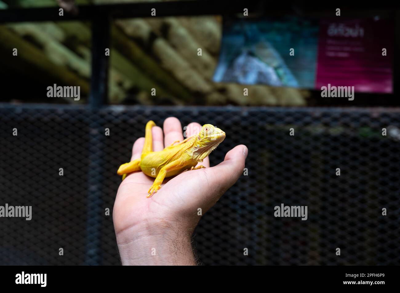 Iguana gialla è seduta sulla mano. Foto Stock