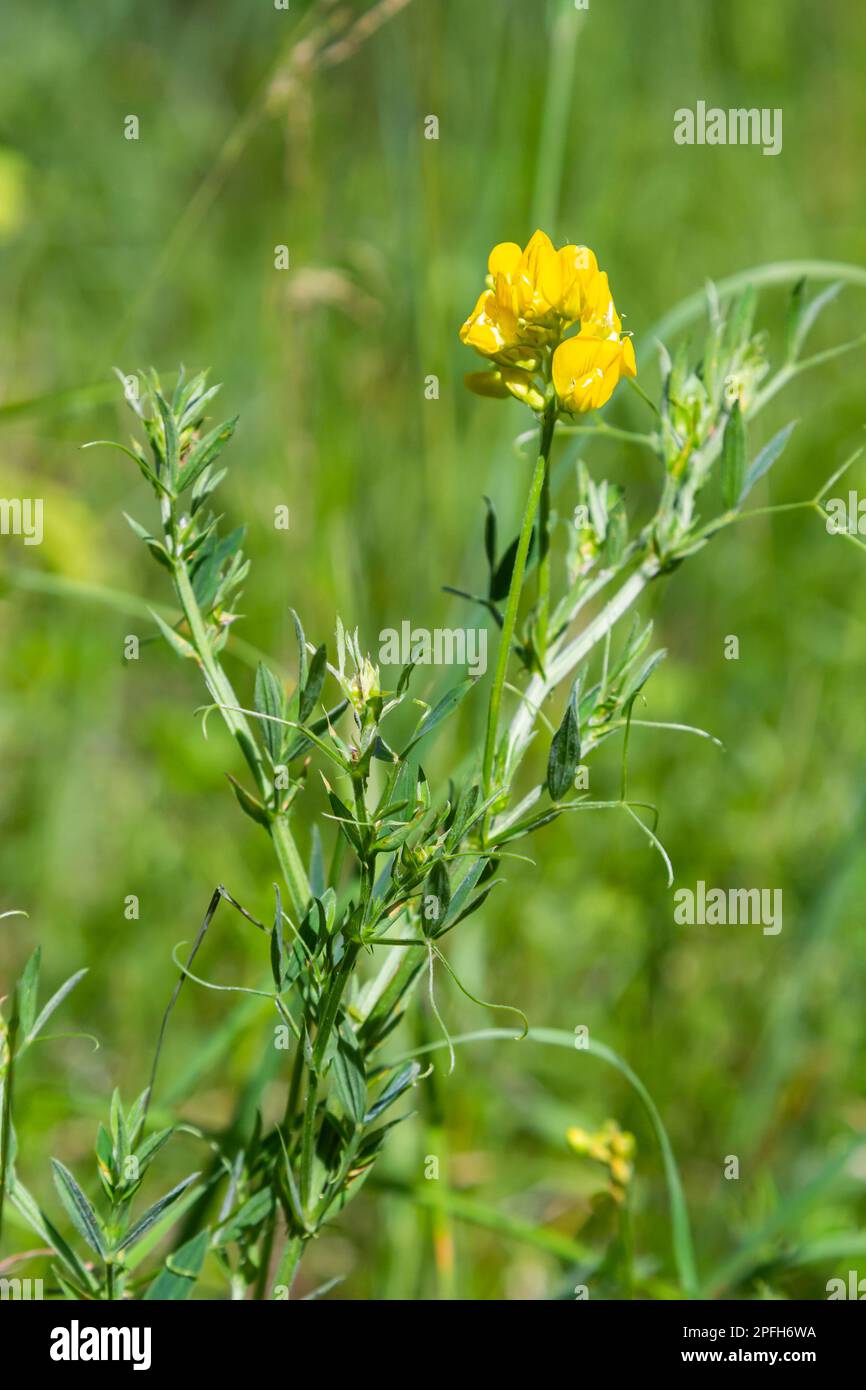 Un fiore di Lathyrus pratensis del prato che cresce sul prato estivo. Foto Stock