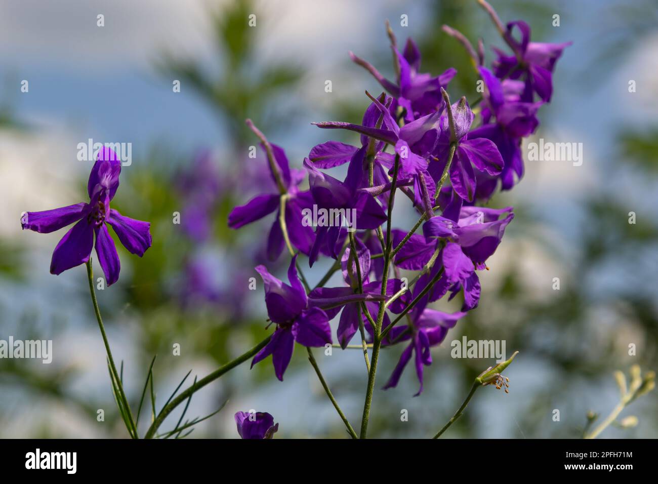 Consolida regalis, forking larkspur, razzo-larkspur, e campo larkspur fiori viola sul campo. Foto Stock