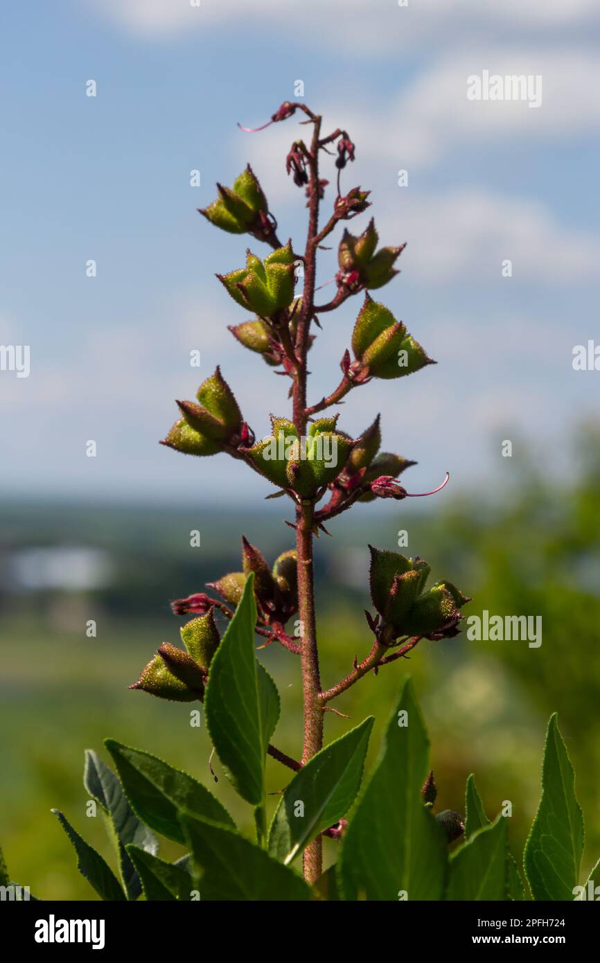 Dieci stami immagini e fotografie stock ad alta risoluzione - Alamy