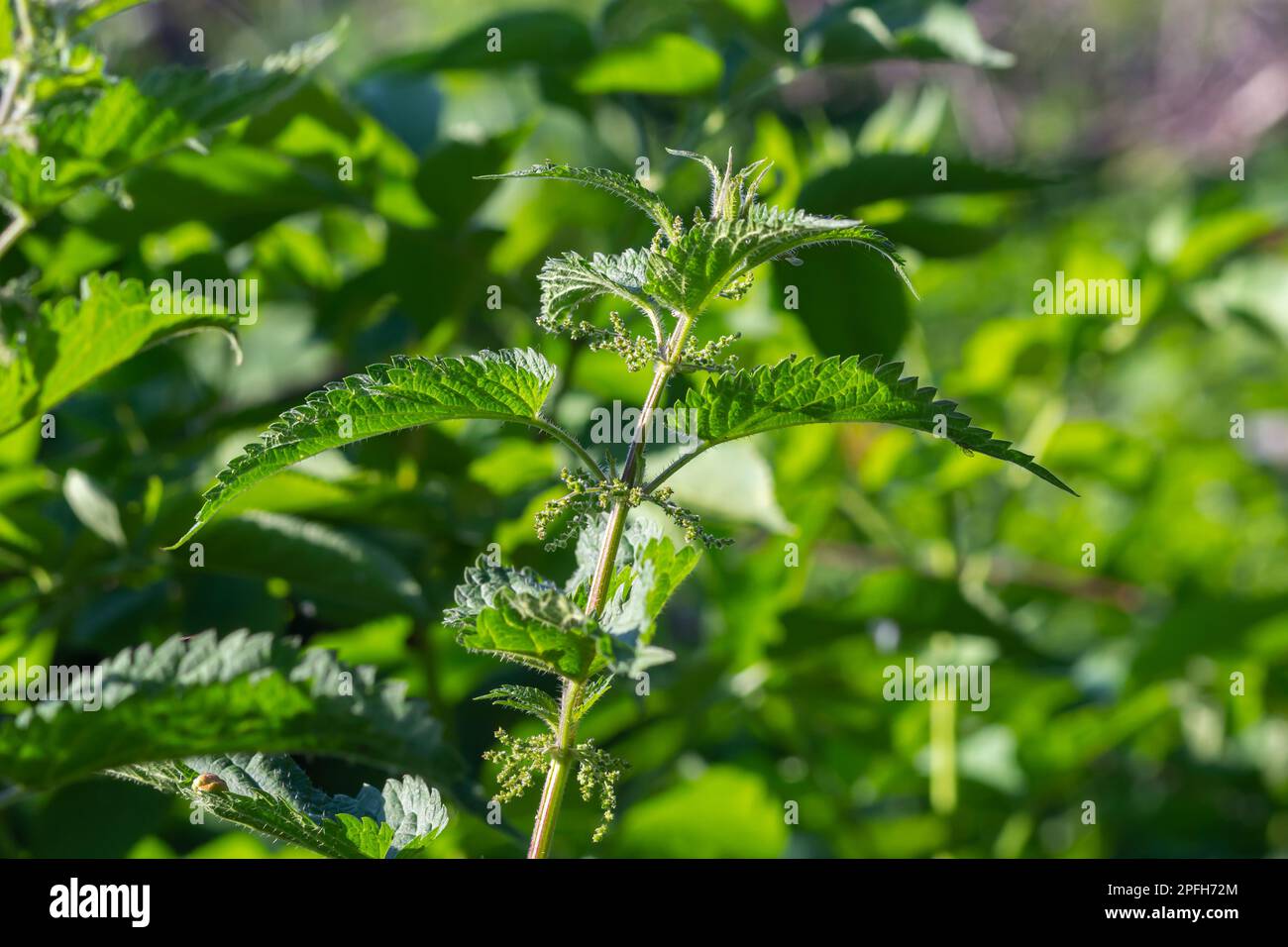 Urtica dioica, spesso chiamata ortica comune, o ortica pungente, o foglia di ortica. Ortica fiori. Foto Stock