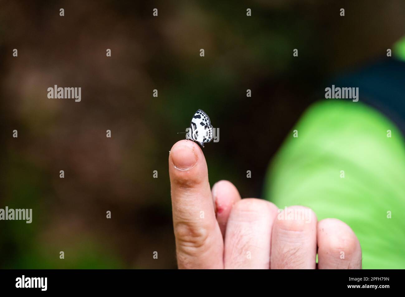 Piccola farfalla bianca e nera seduta su un dito. Foto Stock