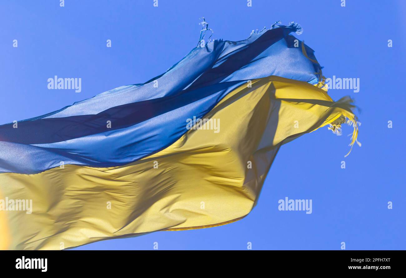 Bandiera Ucraina nel vento su sfondo cielo blu. Grande bandiera nazionale gialla dell'Ucraina. Grande bandiera di stato ucraino. Foto Stock