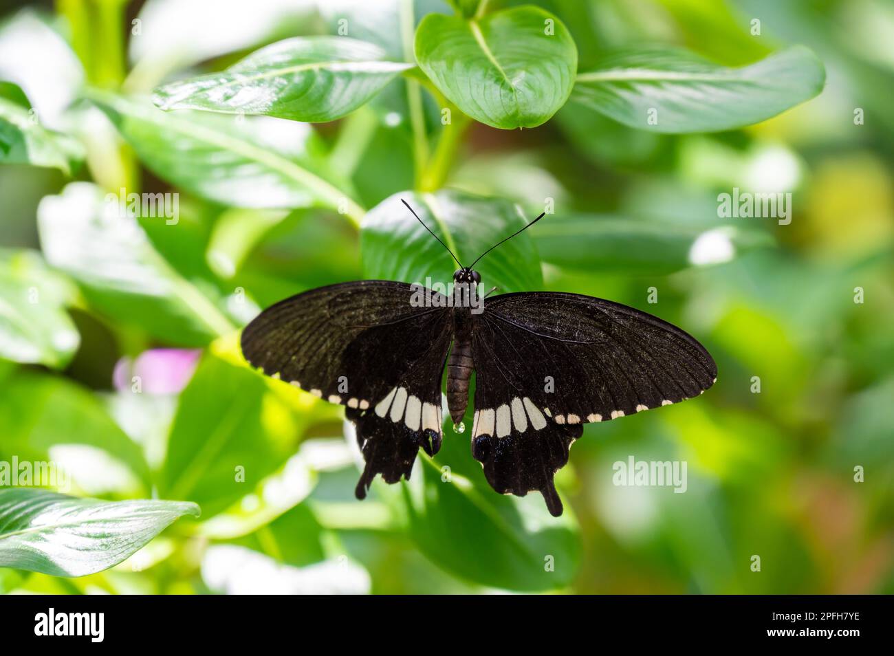 Farfalla colorata è seduta e mangiare sulla foglia verde di pianta. Foto Stock