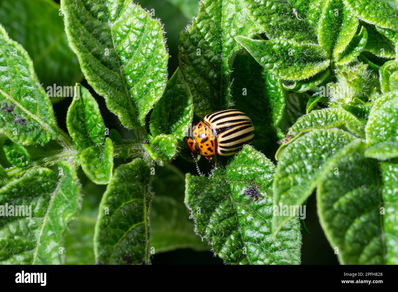 Il coleottero di patate del Colorado mangia le foglie di patate verdi primo piano. Leptinotarsa decemlineata. Adulto Colorado scarabeo, invasione di parassiti, parassita distruggere patata piano Foto Stock