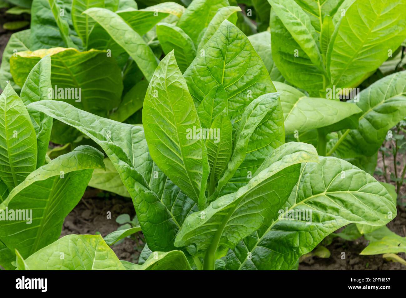 Foglia di tabacco in sfondo di campo di piantagione di tabacco sfocato. Tabacco colture di foglie grandi che crescono in campo di piantagione di tabacco. Foto Stock