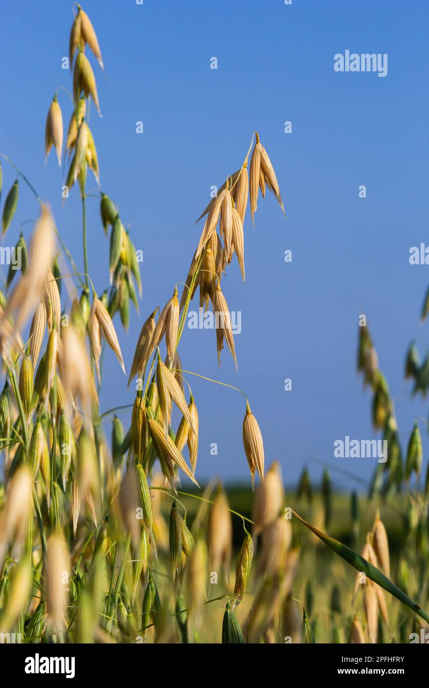 Avena sativa, avena comune, cereali coltivati per il consumo umano come farina d'avena e avena arrotolata. Foto Stock