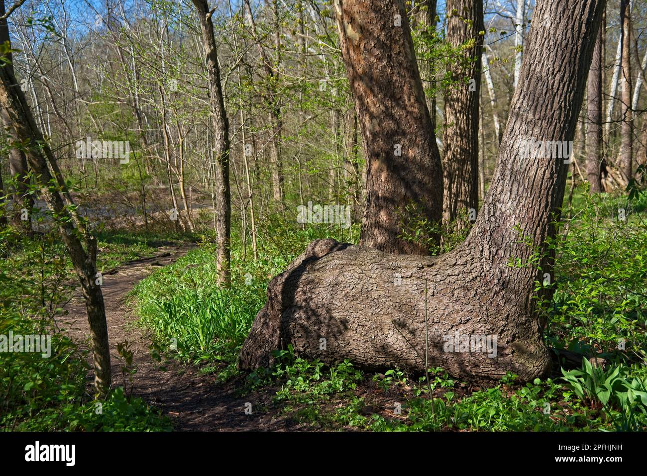 Un albero che abbraccia il terreno orizzontalmente prima di crescere verticalmente accanto ad un sentiero boscoso nell'Ohio nord-orientale all'inizio della primavera Foto Stock