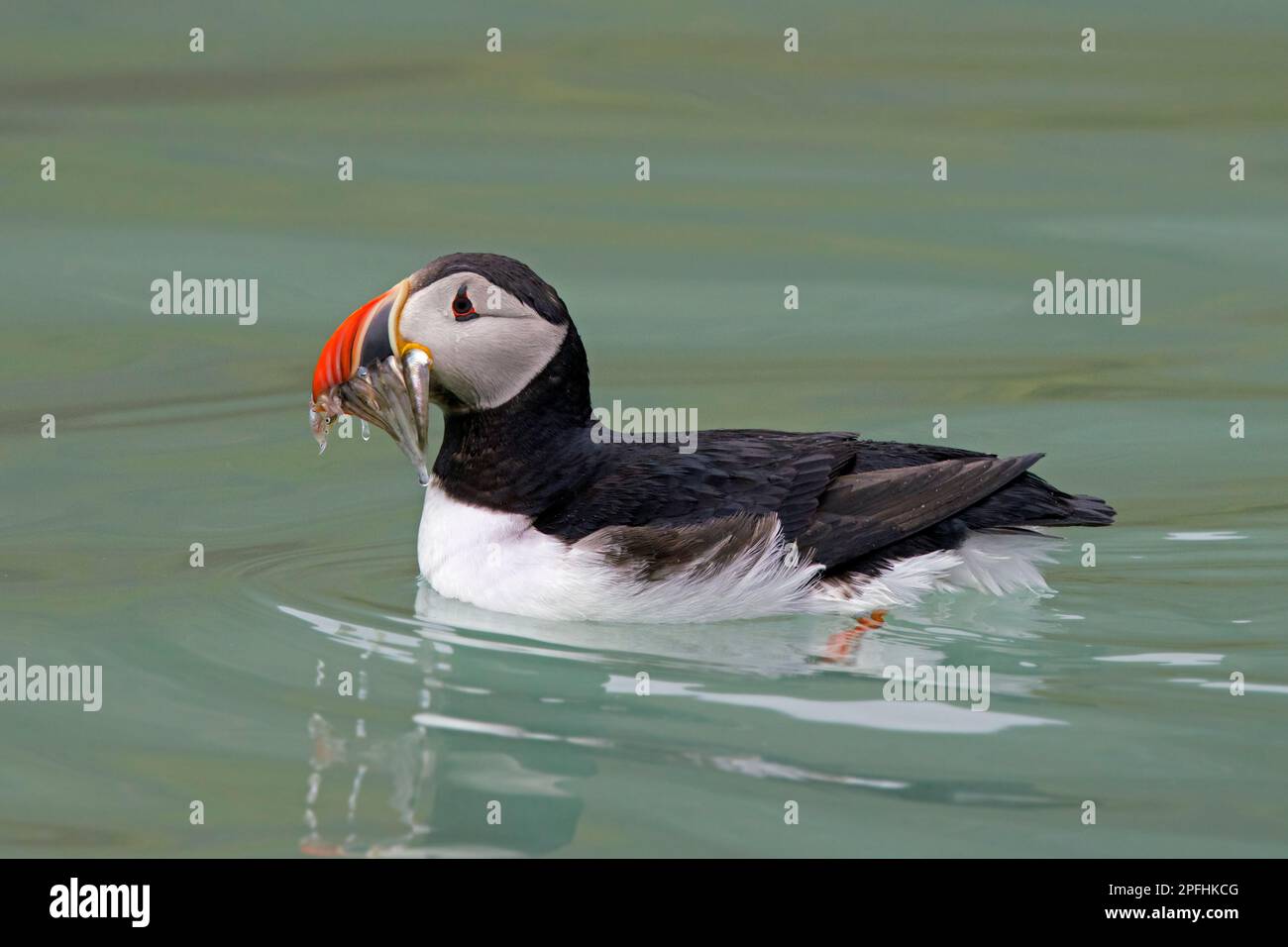 Puffin Atlantico (Fratercula artica) nuoto in mare con becco pieno di pesci / anguille di sabbia / cicerelli in estate Foto Stock