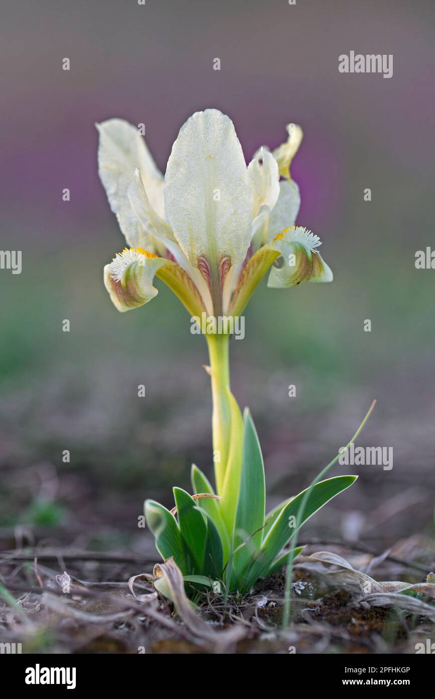 Iride pygmy giallo / iride nana (iride pumila) in fiore in prato in primavera, originario dell'Austria, Europa centro-orientale Foto Stock