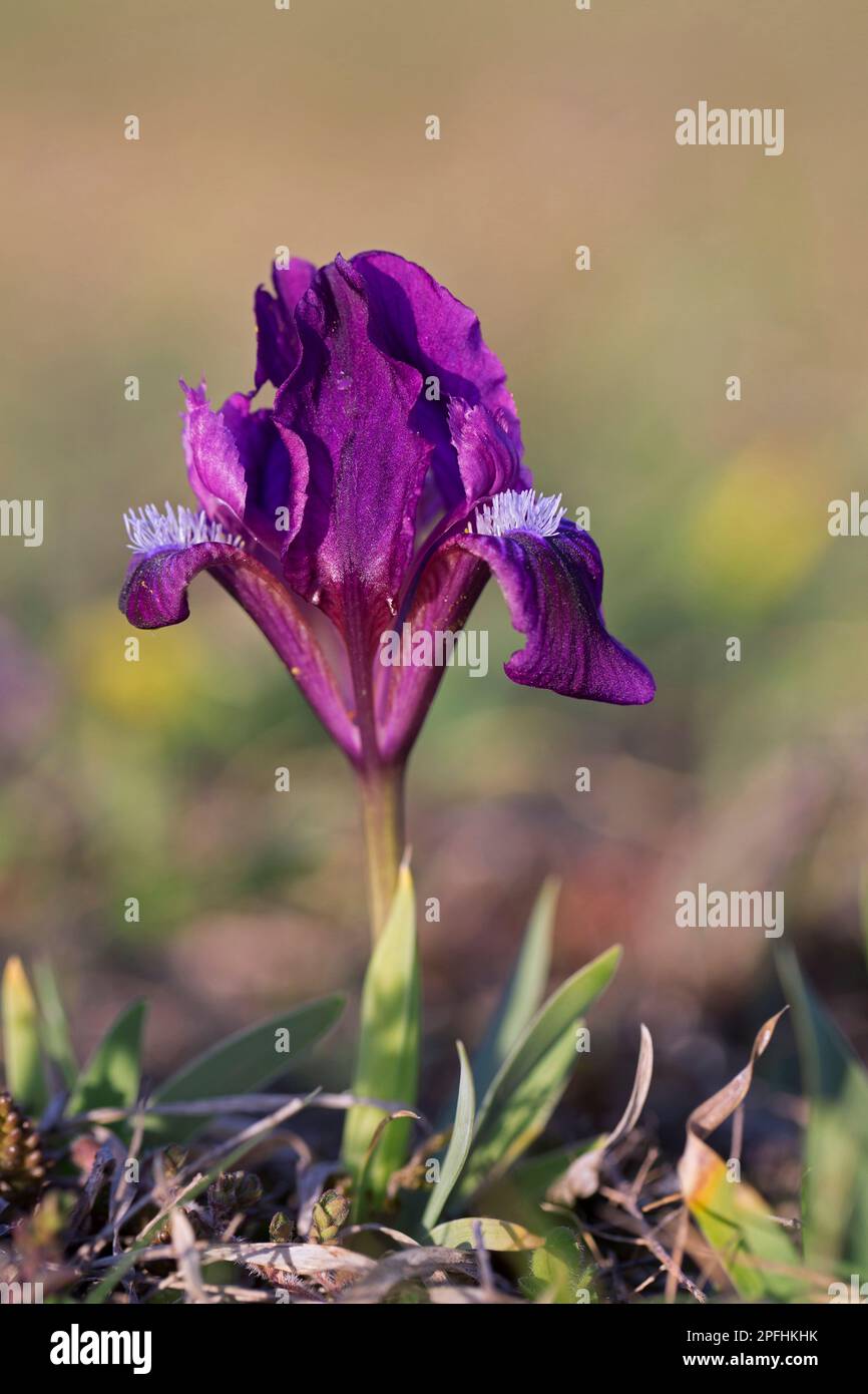 Porpora / viola pygmy iris / nano iris (Iris pumila) in fiore in prato in primavera, originario dell'Austria, Europa centro-orientale Foto Stock