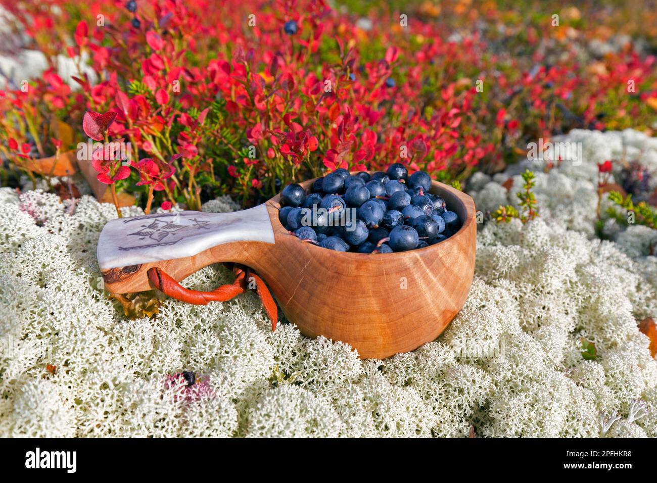 Coppa tradizionale scandinava, guksi di legno / kuksa / kåsa ripieno di mirtilli europei raccolti / mirtilli (Vaccinium myrtillus), Svezia Foto Stock