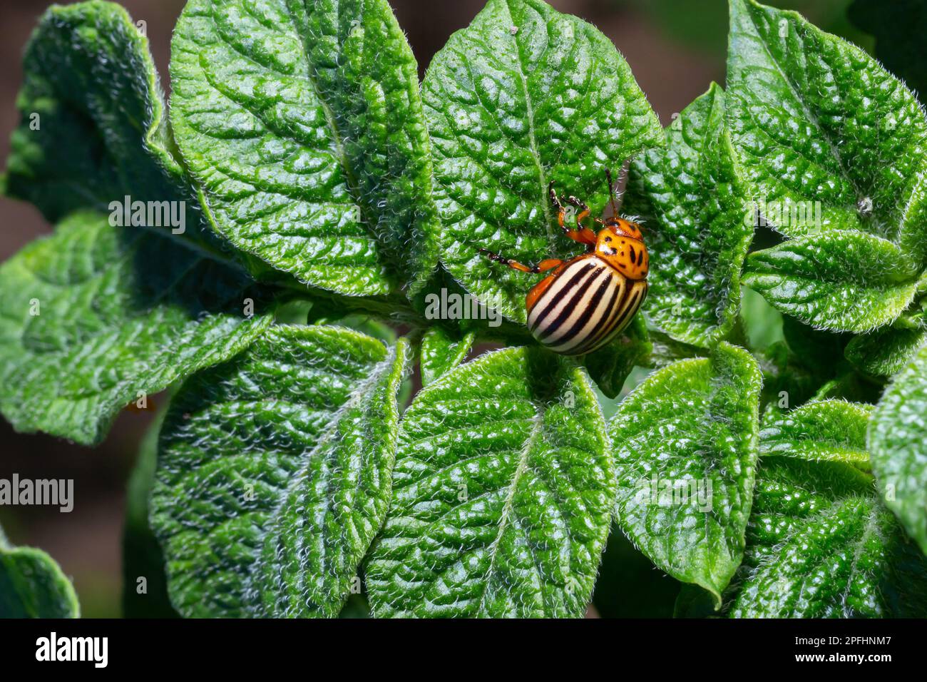 Il coleottero di patate del Colorado mangia le foglie di patate verdi primo piano. Leptinotarsa decemlineata. Adulto Colorado scarabeo, invasione di parassiti, parassita distruggere patata piano Foto Stock