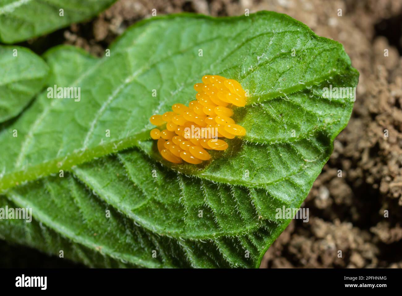 Colorado patate uova barbabietola mangiare foglie di patate, Leptinotarsa decemlineata. Foto Stock