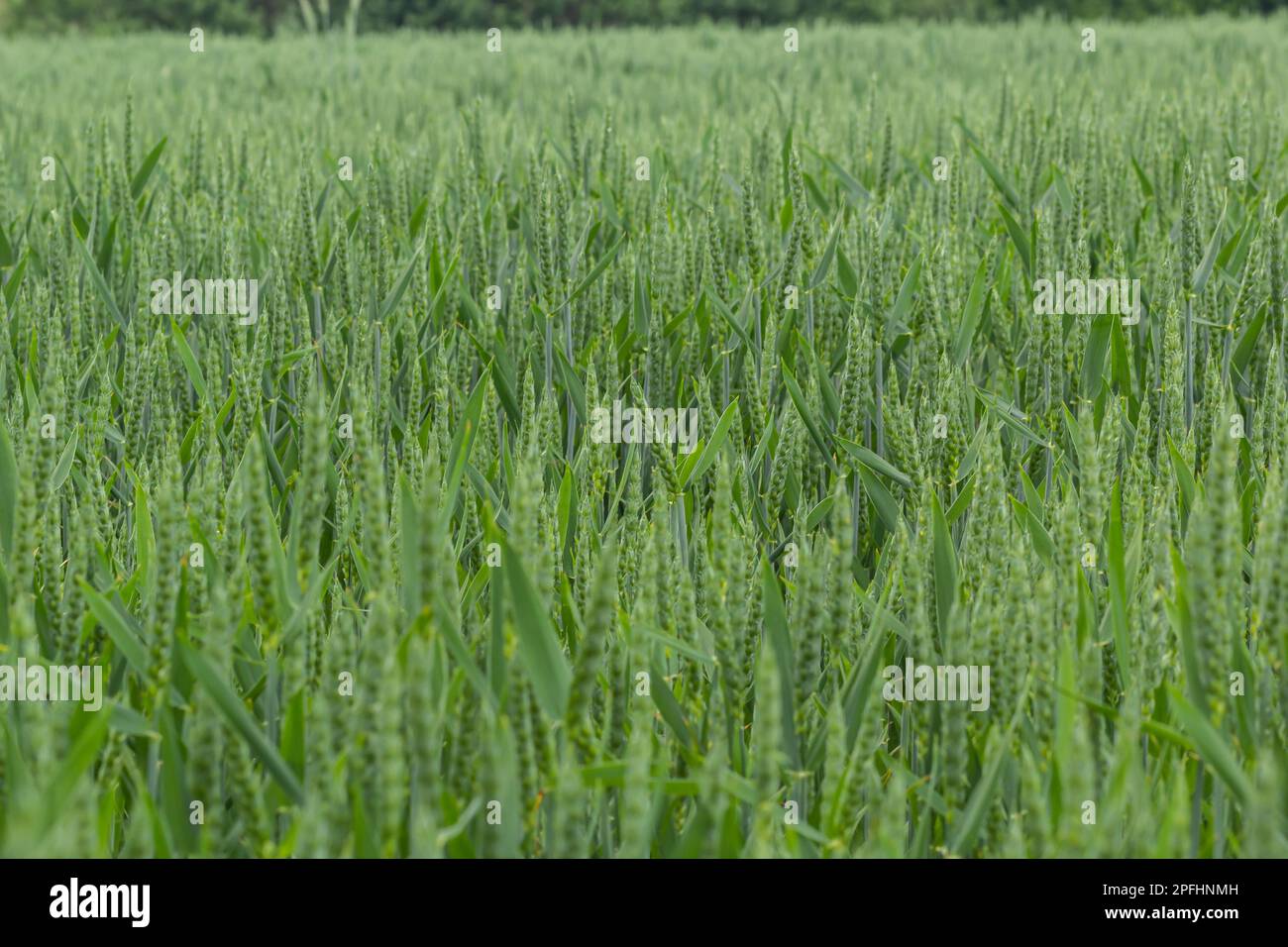 Raccolto di grano di inizio estate che soffia nella brezza. Colture di grano verde tradizionali Foto naturale unica. Piante di grano giovani che crescono sul terreno. Foto Stock