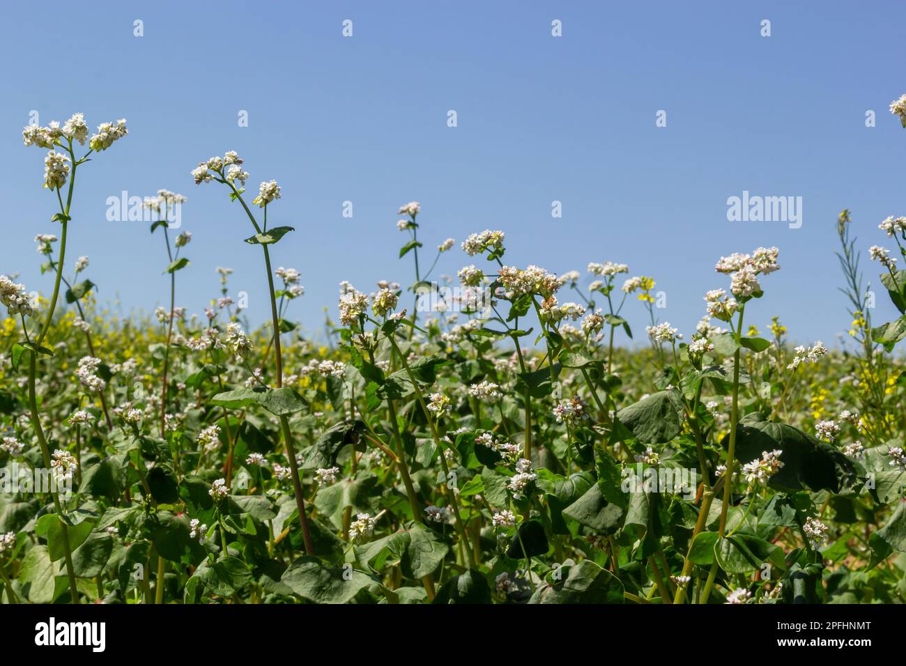 Campo di grano saraceno e primo piano della pianta di grano saraceno. Agricoltura di grano saraceno. Foto Stock