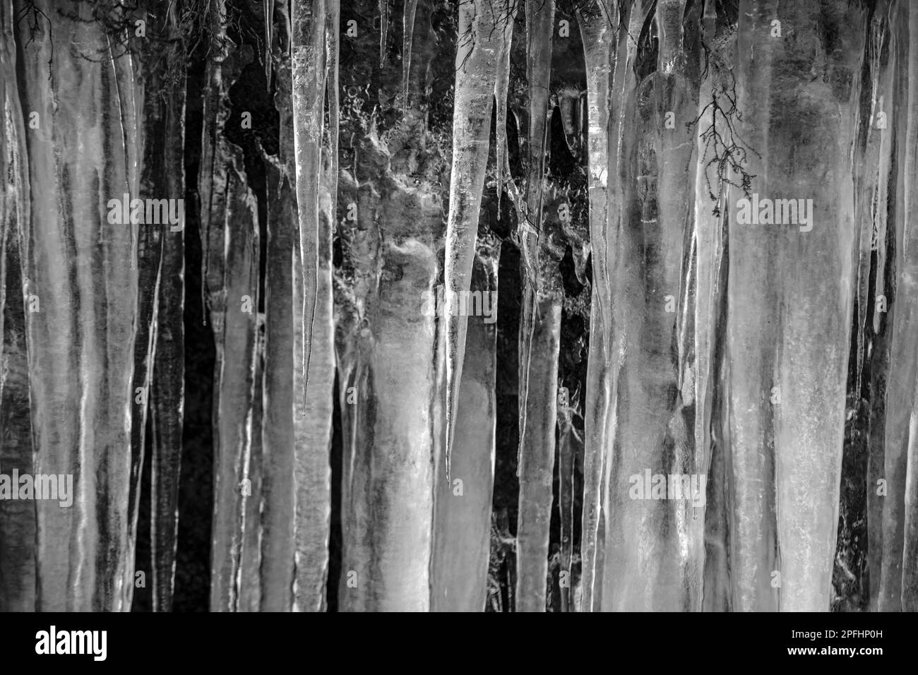 Le Icicle appese agli alberi bagnati nella foresta invernale Foto Stock