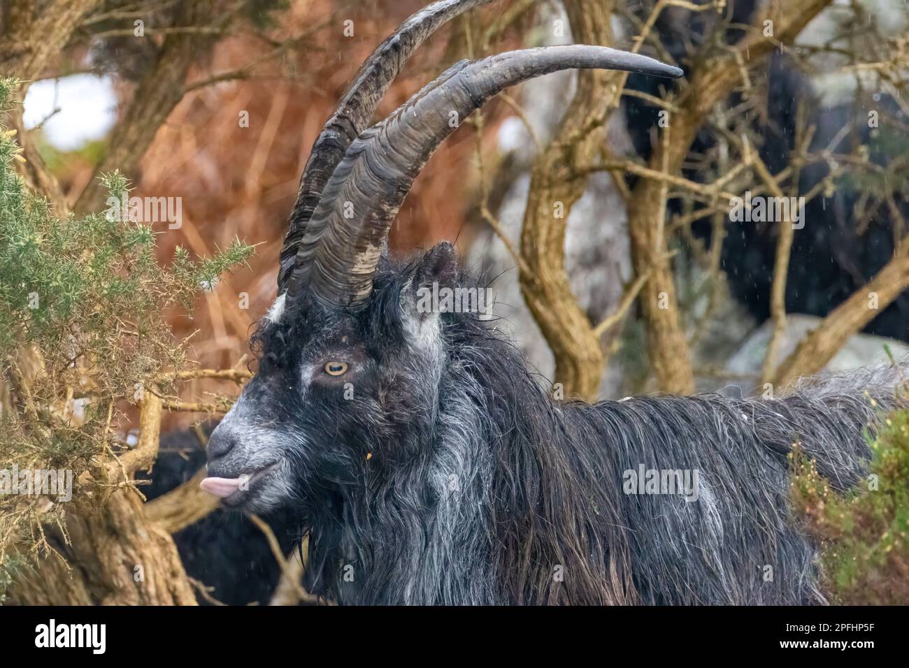 Una capra nera con corna lunghe in piedi nel campo con la lingua fuori Foto Stock