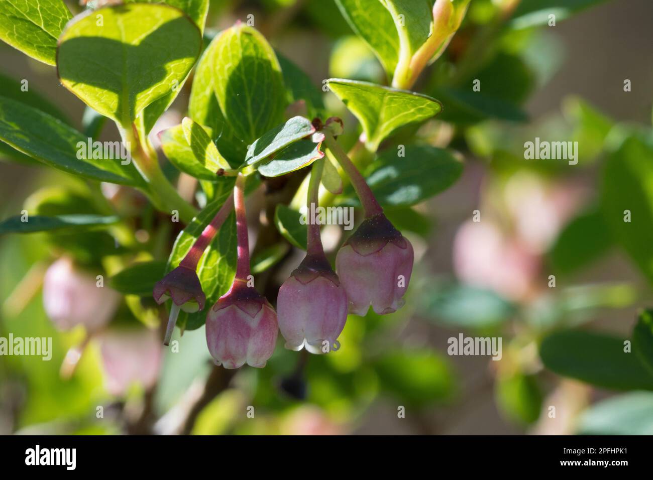 Rauschbeere, Rausch-Beere, Moorbeere, Trunkelbeere, Nebelbeere, Blüten, blühend, Vaccinium uliginosum, Bog mirtillo, Bog Wortleberry, palude mirtillo, n Foto Stock