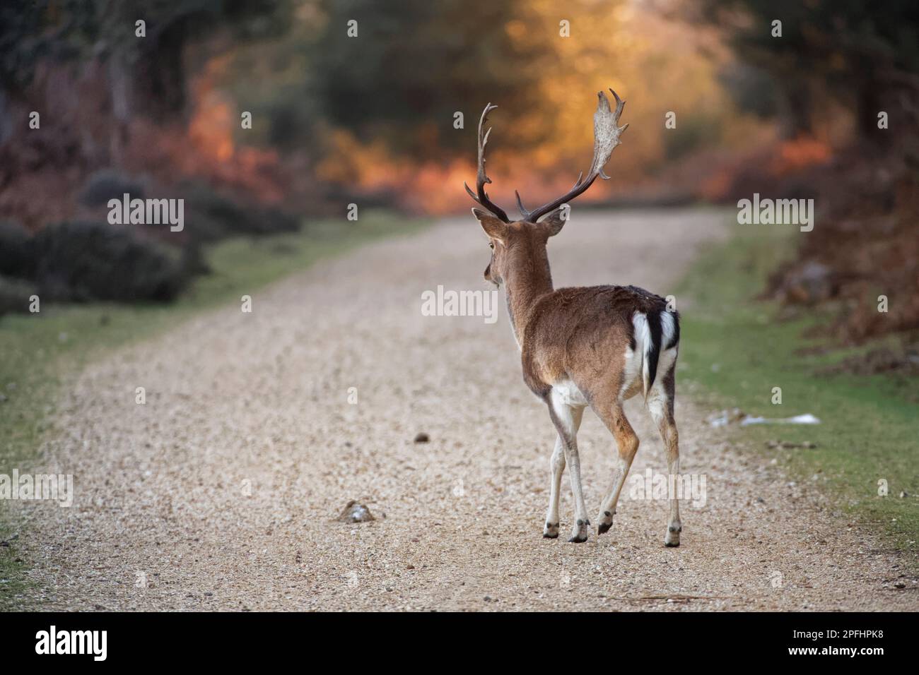 Il daino (Dama dama) si stag attraversando una pista attraverso boschi e brughiere al crepuscolo, New Forest, Hampshire, Regno Unito, gennaio. Foto Stock