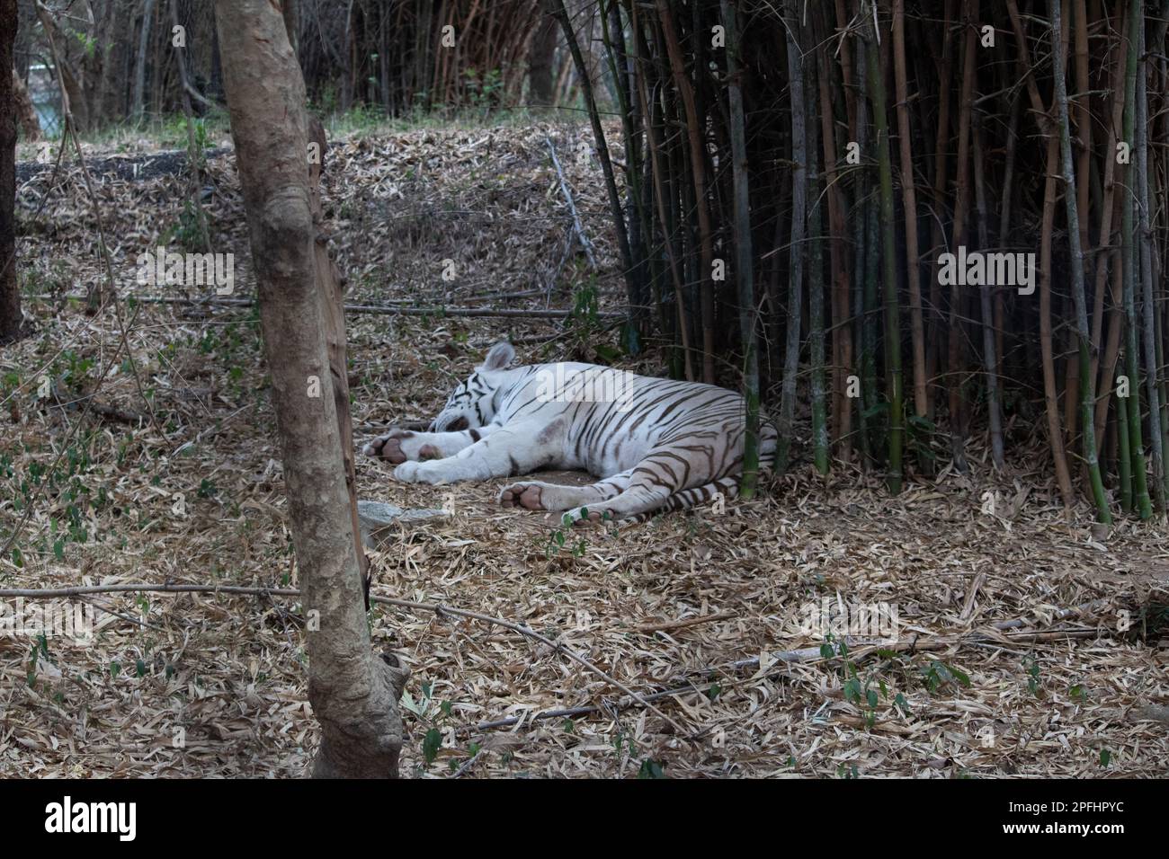 Tigre bianca indiana al parco nazionale di Bannerghatta Bangalore in piedi nello zoo. foresta Riserva Naturale santuari in Karnataka India Foto Stock