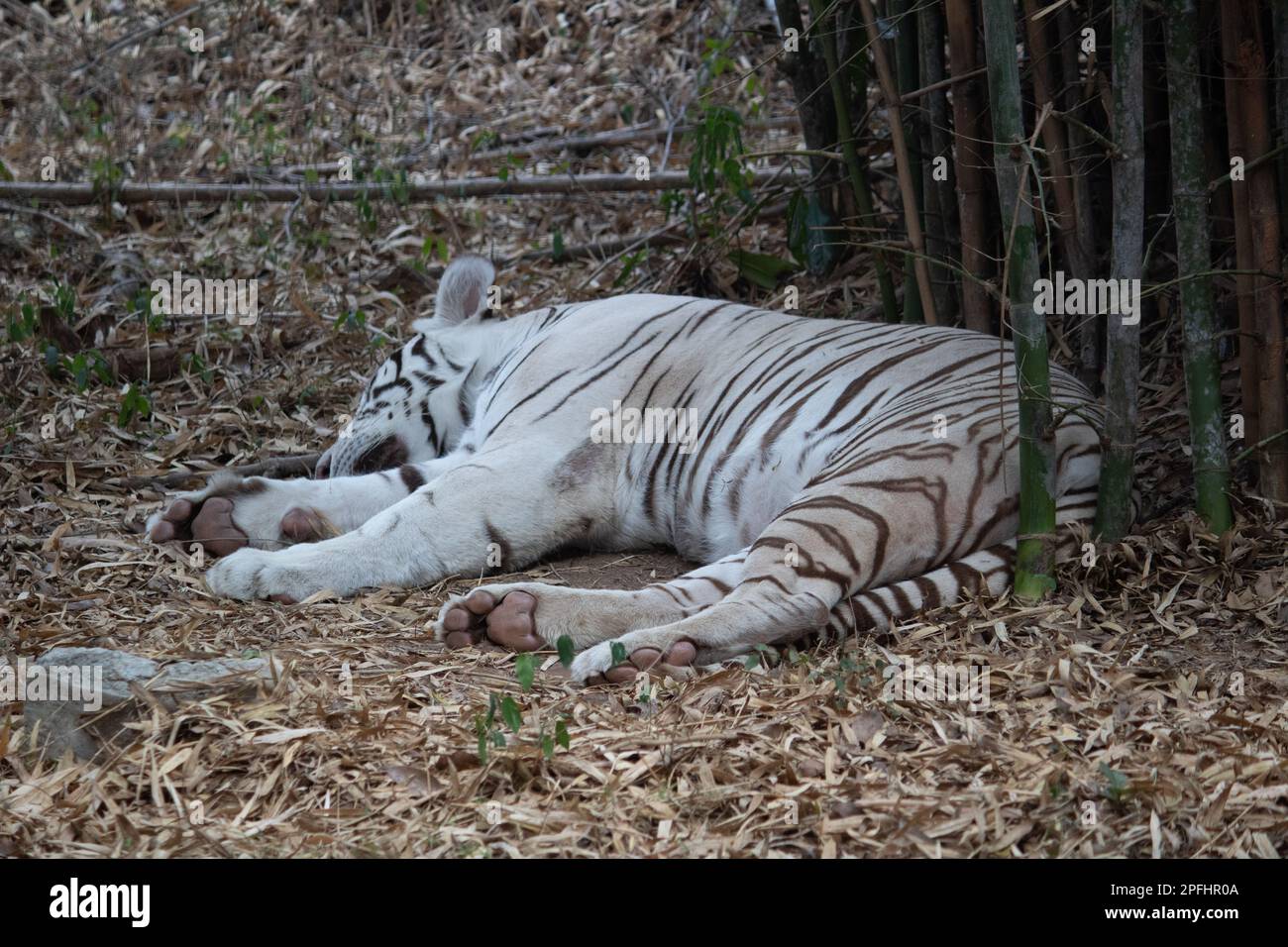 Tigre bianca indiana al parco nazionale di Bannerghatta Bangalore in piedi nello zoo. foresta Riserva Naturale santuari in Karnataka India Foto Stock