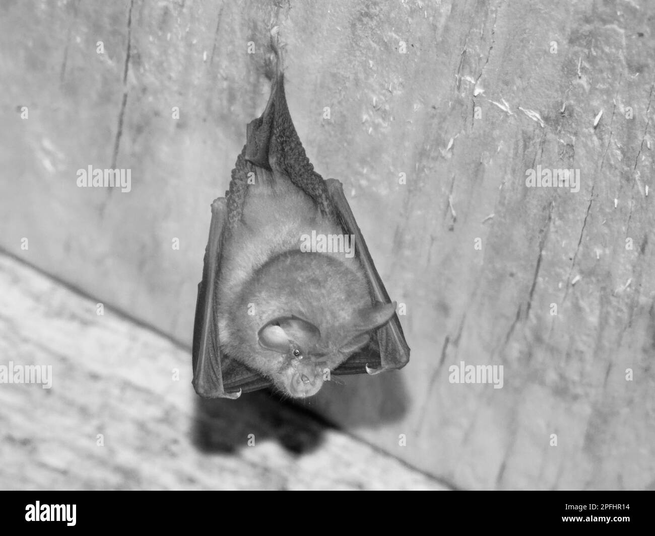 Pipistrello a ferro di cavallo minore (Rhinolophus hiposideros) sospeso tra i voli in partenza in un roost notturno in un garage nazionale, Wiltshire, Regno Unito, settembre. Foto Stock