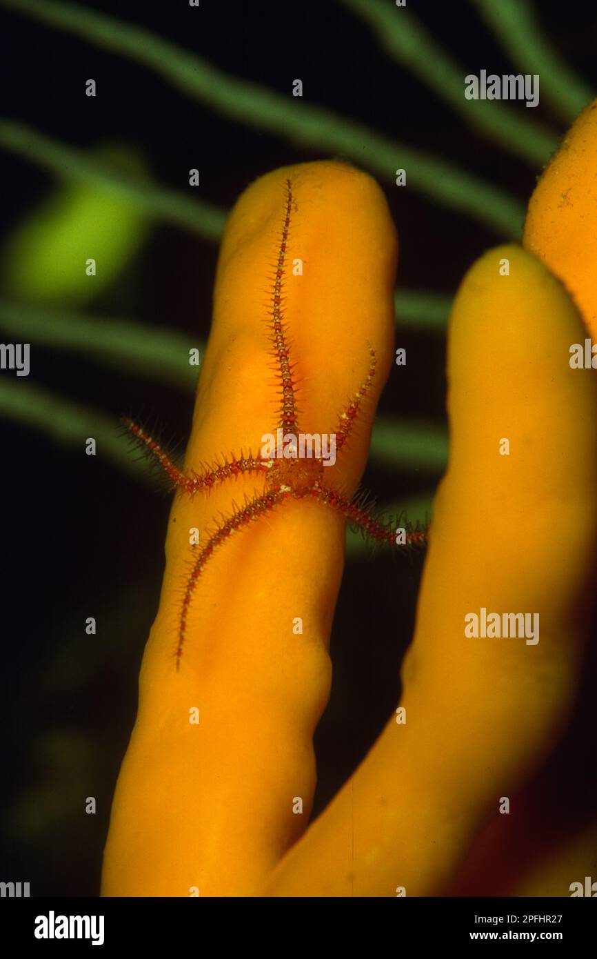 Ofiura fragile, Schlangenstern, stella marina (Ophiotrix fragilis). Alghero, Capo Caccia, Sardegna, Sardegna, Italia. Foto Stock