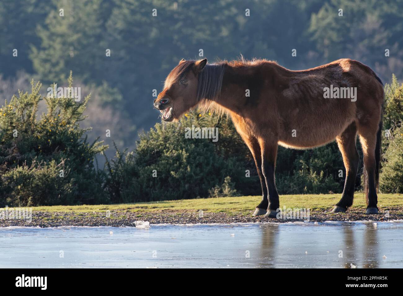Pony di New Forest (Equus caballus) in piedi da una piscina di brughiera congelata, New Forest, Hampshire, Regno Unito, gennaio. Foto Stock