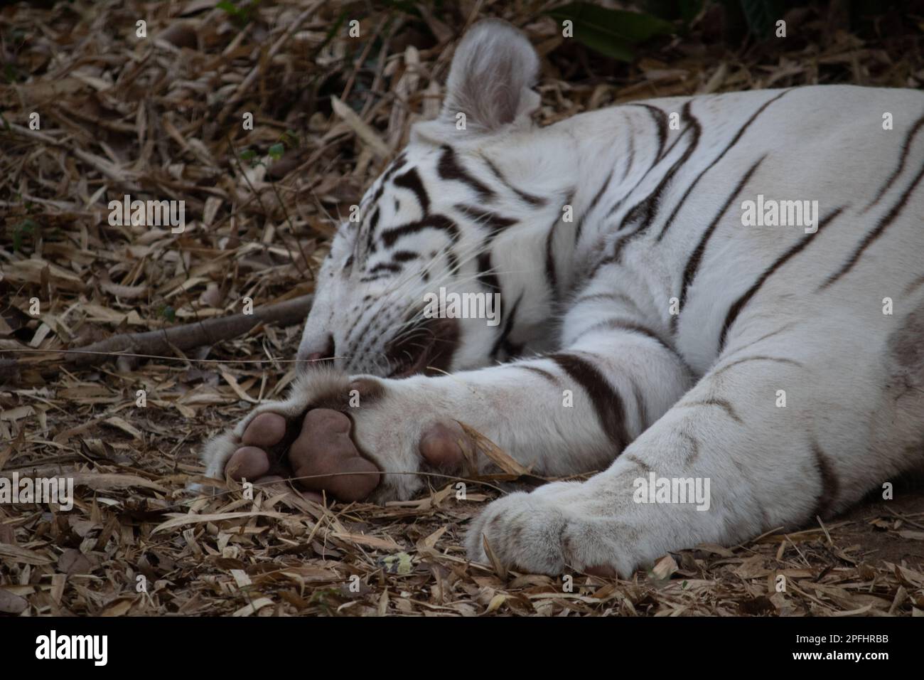 Tigre bianca indiana al parco nazionale di Bannerghatta Bangalore in piedi nello zoo. foresta Riserva Naturale santuari in Karnataka India Foto Stock
