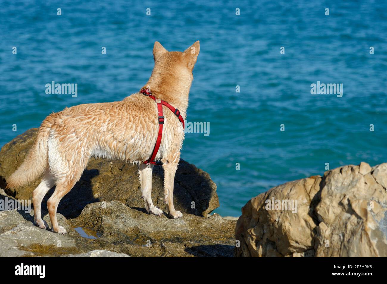 Foto di un cane in una imbracatura rossa che guarda verso il mare Foto Stock