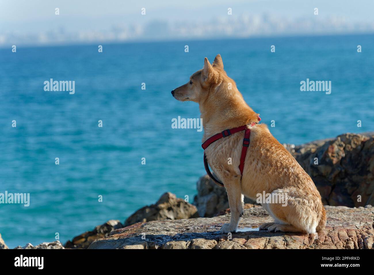 Foto di un cane in una imbracatura rossa che guarda verso il mare Foto Stock