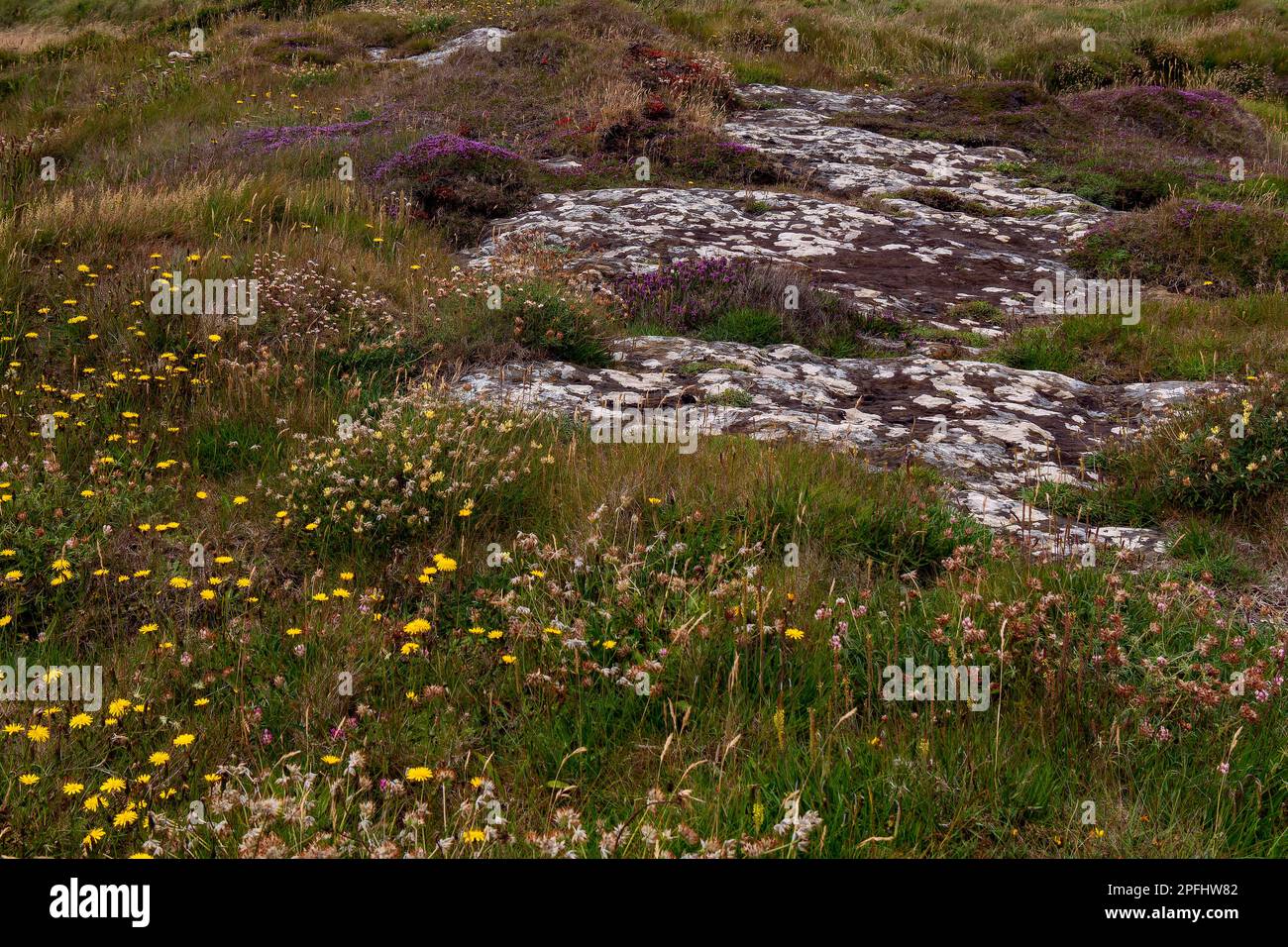 Fiori selvatici colorati crescono su terreno roccioso irlandese, paesaggio pittoresco. Belle piante comuni nel sud dell'Irlanda. Vegetazione del Nord Europa. Foto Stock