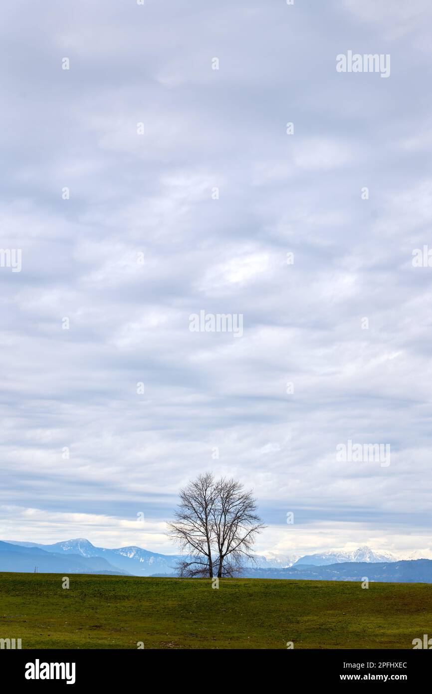 Albero solitario su orizzonte. Un ponte ad arco su uno dei sentieri del Vanier Park, Vancouver. Foto Stock
