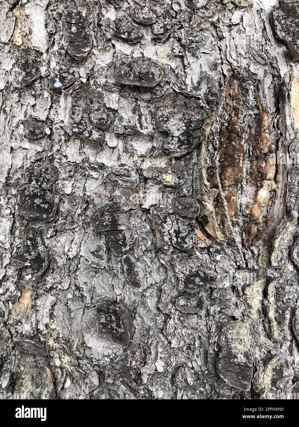 betulla, corteccia spaccata di un vecchio albero, struttura, sfondo astratto Foto Stock
