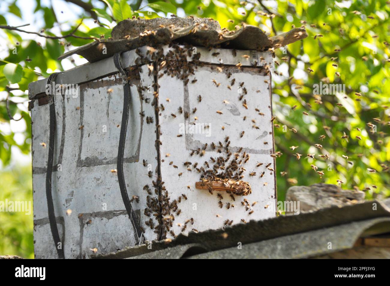 Uno sciame di api vola in una trappola per sciame appositamente installata, che si trova ad un'altezza. Foto Stock