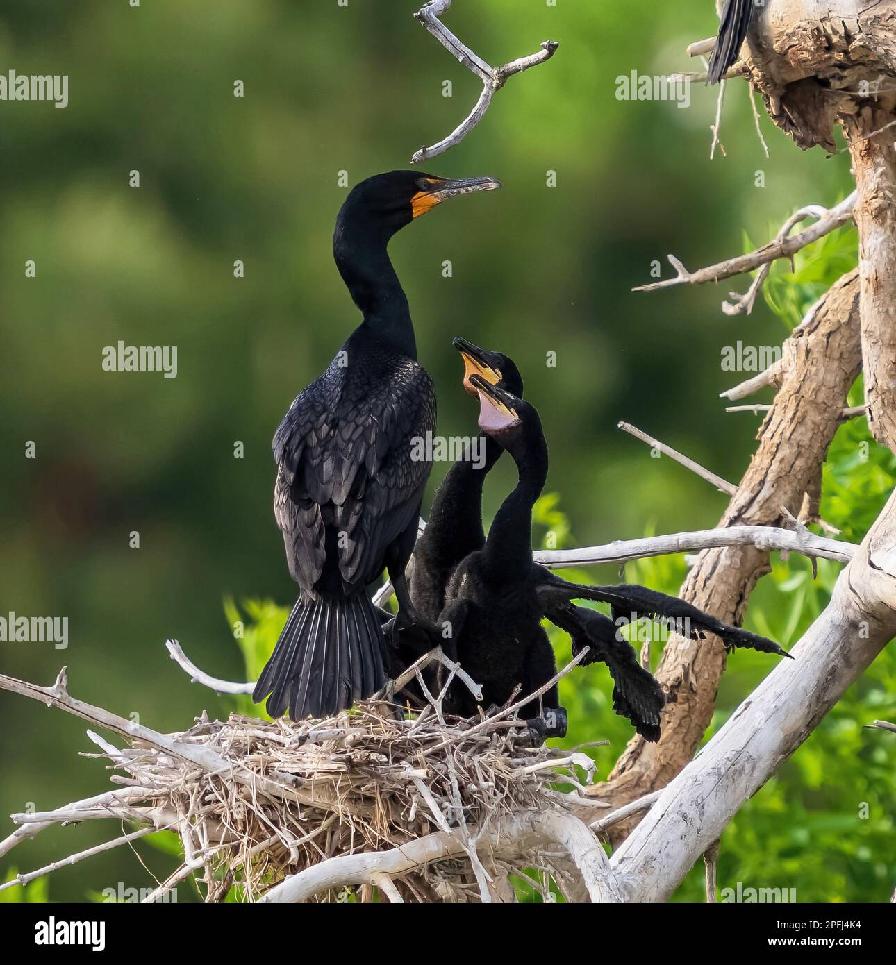 Una famiglia cormorana a doppia crestata in piedi in un nido con due pulcini, uno con un sacchetto di pelle arancione, e l'altro un po 'più giovane con un sacchetto rosa. Foto Stock