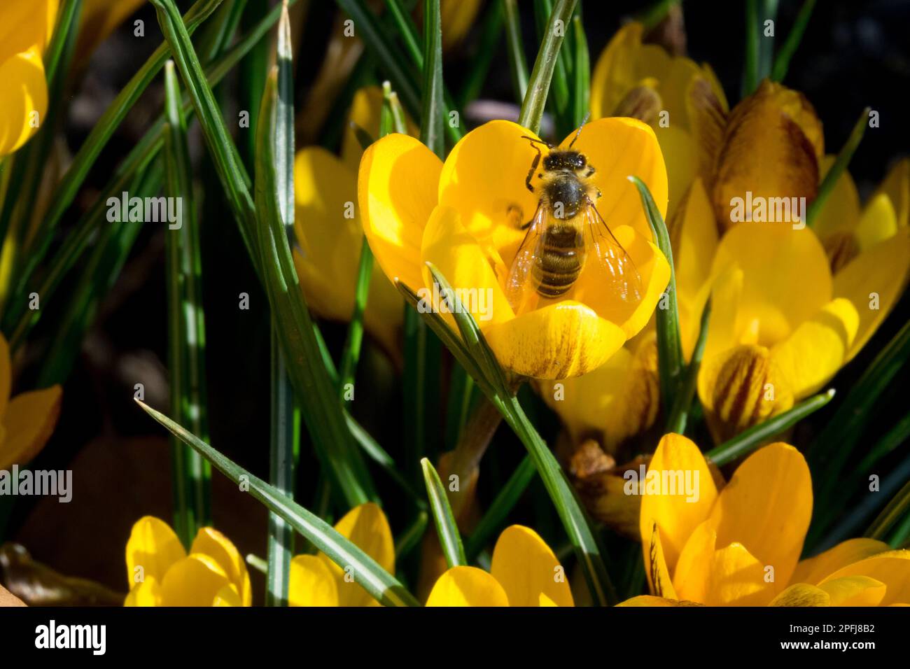 Ape di miele, Apis mellifera, in, fiore, pianta, Crocus, Crocus di colore scuro, Crocus chrysanthus, Bee, Primavera primaverile Foto Stock