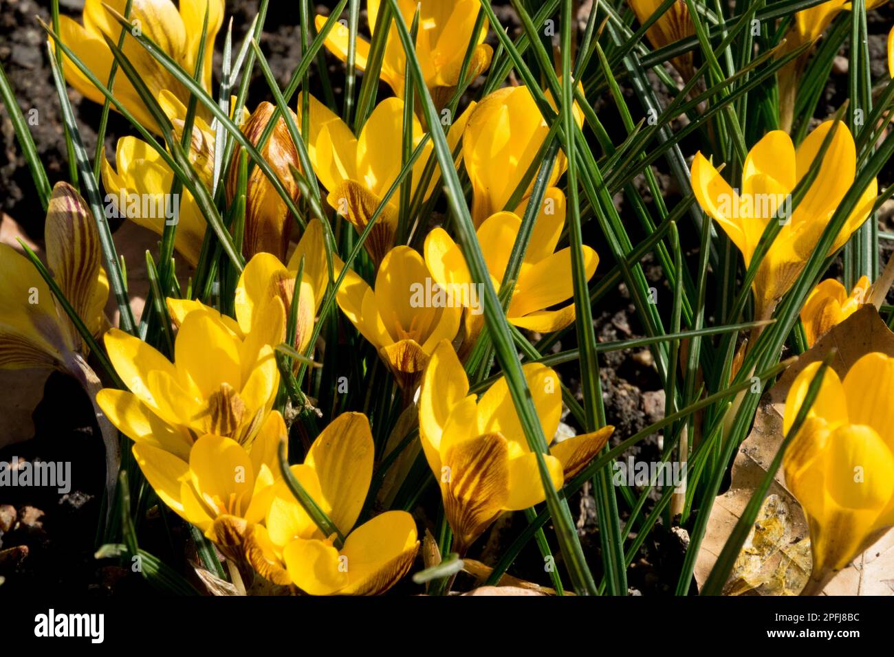 Fiori dei primi fiori, Crocus chrysanthus di colore scuro Fuscotinctus, prato da giardino, Crocus dorato, Nana, Crocus Foto Stock