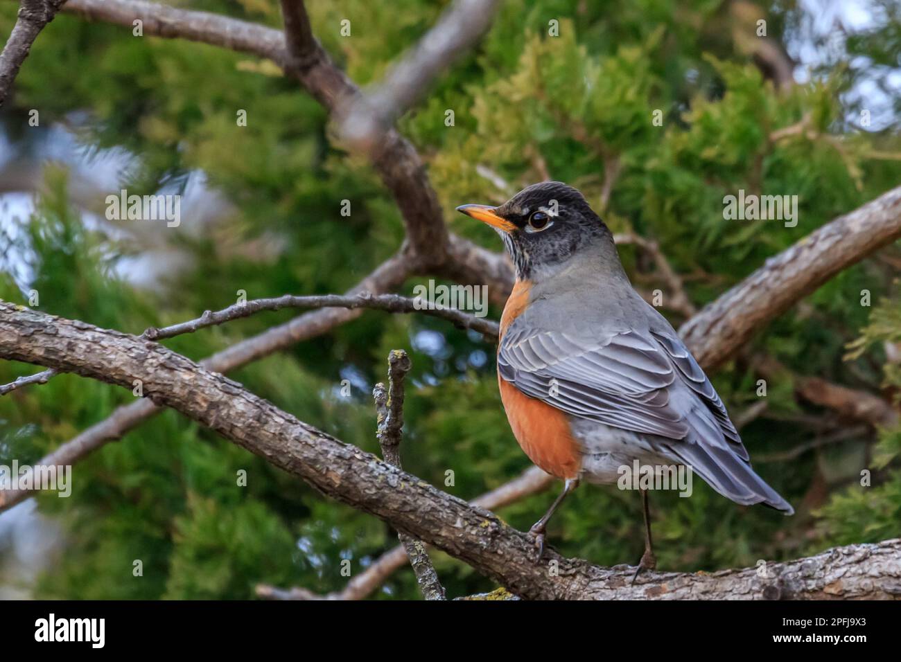 Robin americano (Turdus migratorius) arroccato nell'albero. Foto Stock