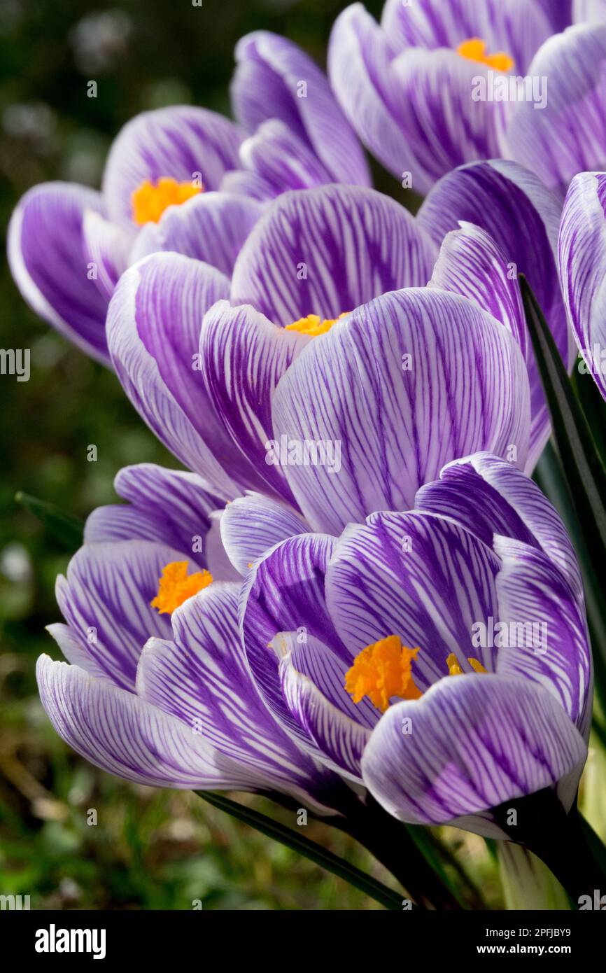 Crocus Pickwick, Crocus, Viola, Striped, Bloom, Iridaceae, Crocus, bello, Crocus olandese, Fiori Foto Stock