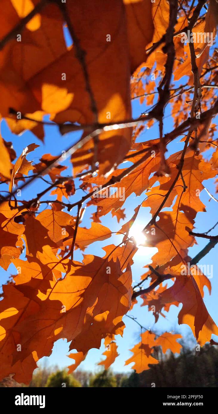 Foglie di quercia giallo-marrone sul ramo ondeggiante forte nel vento su sfondo cielo blu primo piano. Il sole splende in modo luminoso attraverso le foglie. Sfondo naturale. Foresta natura stagione autunno sfondo. Foto Stock