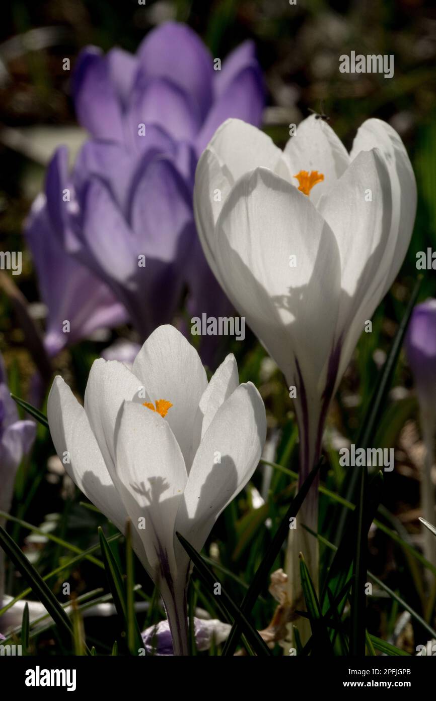 Crocus Jeanne DARC, Fiore, Ritratto Foto Stock