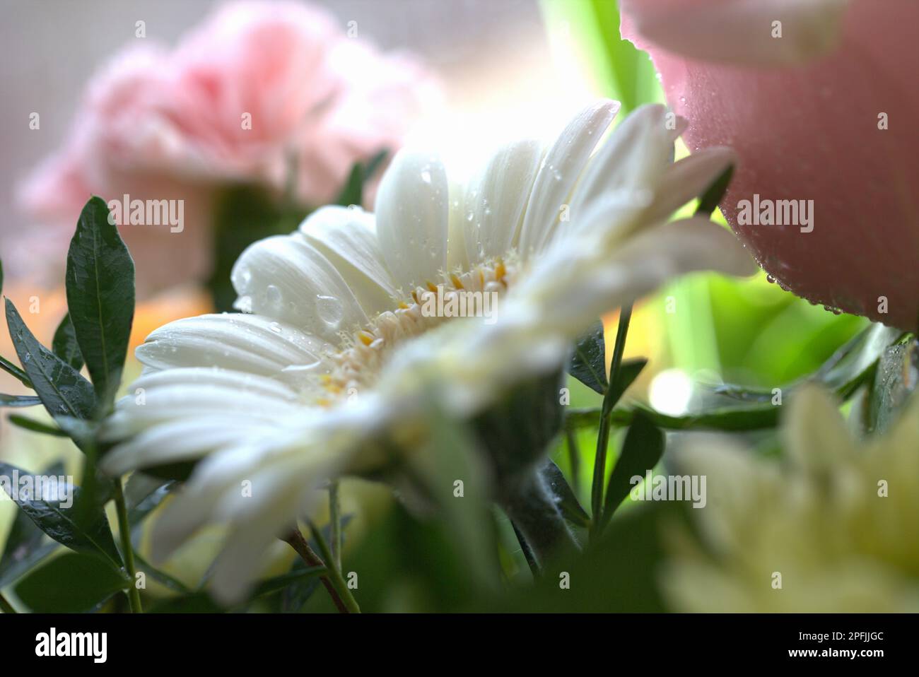 Primo piano astratto di un bouquet di bellissimi fiori con sfocatura dello sfondo Foto Stock