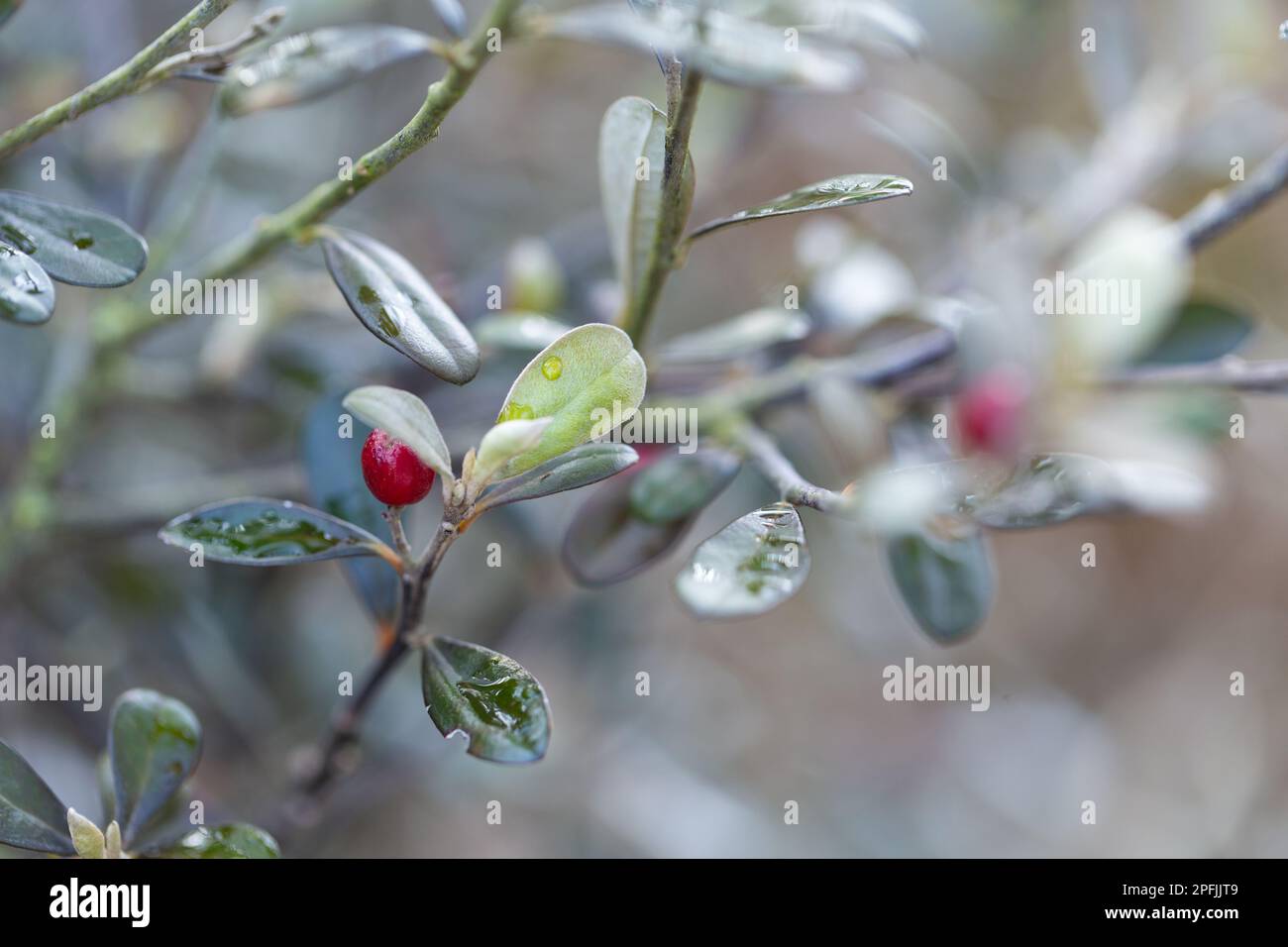 Inverno e primavera Giardinaggio - Nuova Zelanda piante e giardini - Chiudiup di Corokia x vergata 'Red Wonder'. Foto Stock